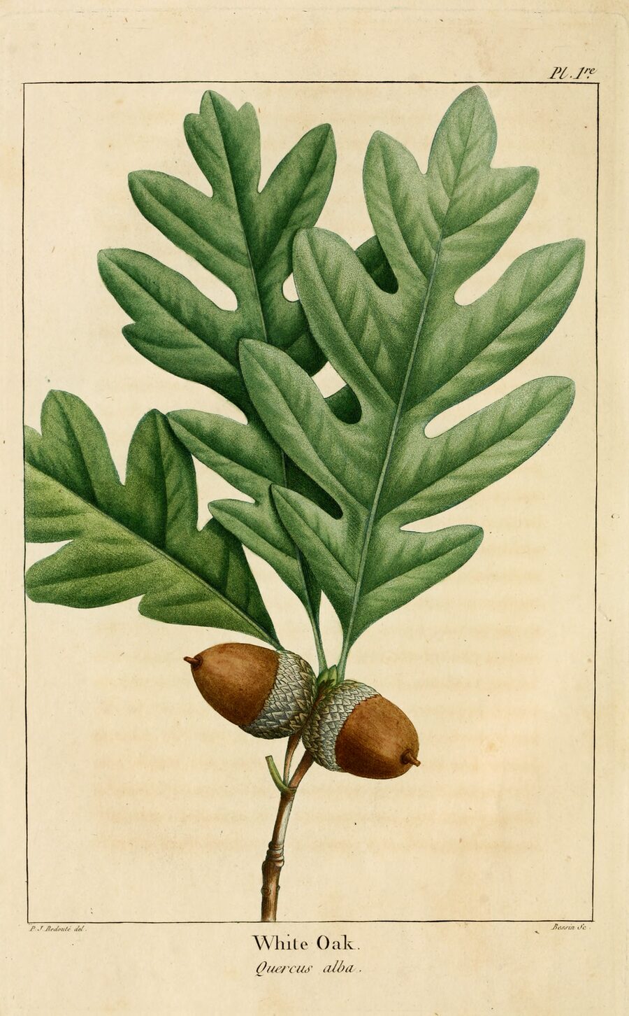 Botanical plate: Quercus alba.