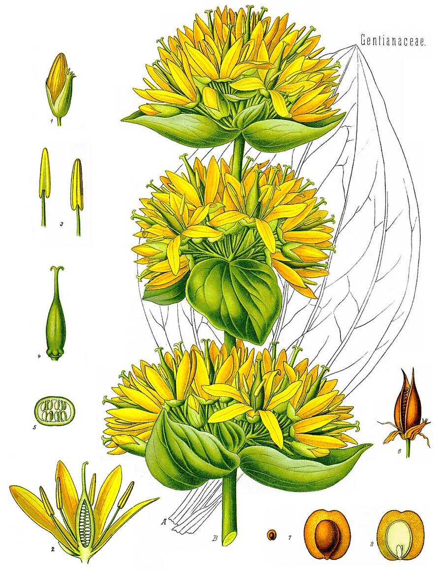 Botanical plate: Gentiana lutea.