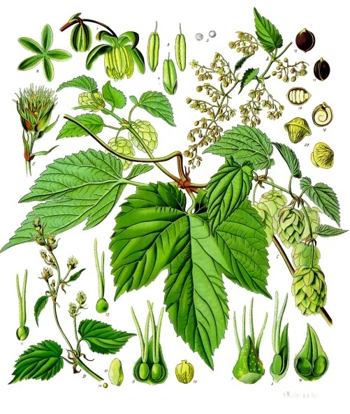 Botanical plate: Humulus lupulus.