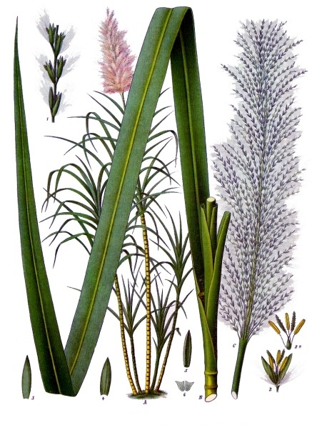 Botanical plate: Saccharum officinarum.