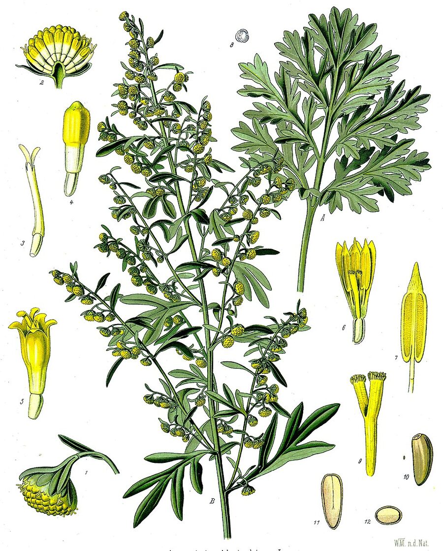 Botanical plate: Artemisia absinthium.